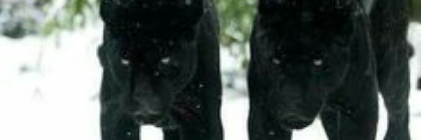 Roy Darbo banner