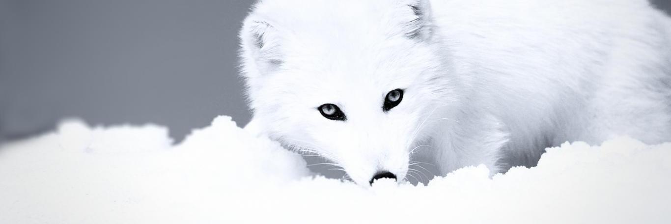 Inari_IX's profile banner image