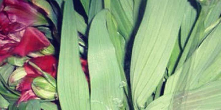 Floral_Hardy's profile banner image
