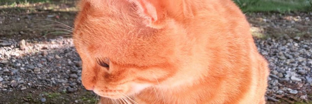 wiskaskita's profile banner image
