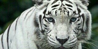 Niaarrw's profile banner image