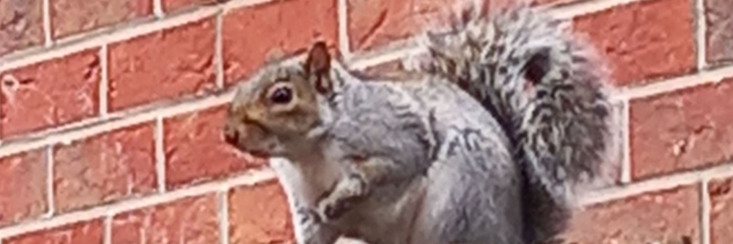 Marie_Wright75's profile banner image