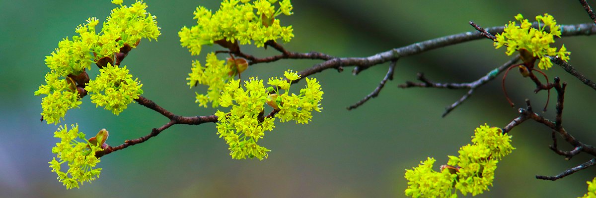 Jose R. Lopez banner