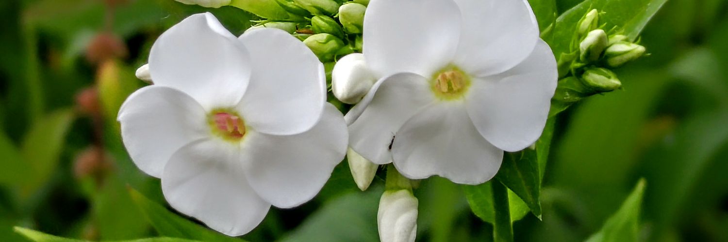 vivaiva's profile banner image