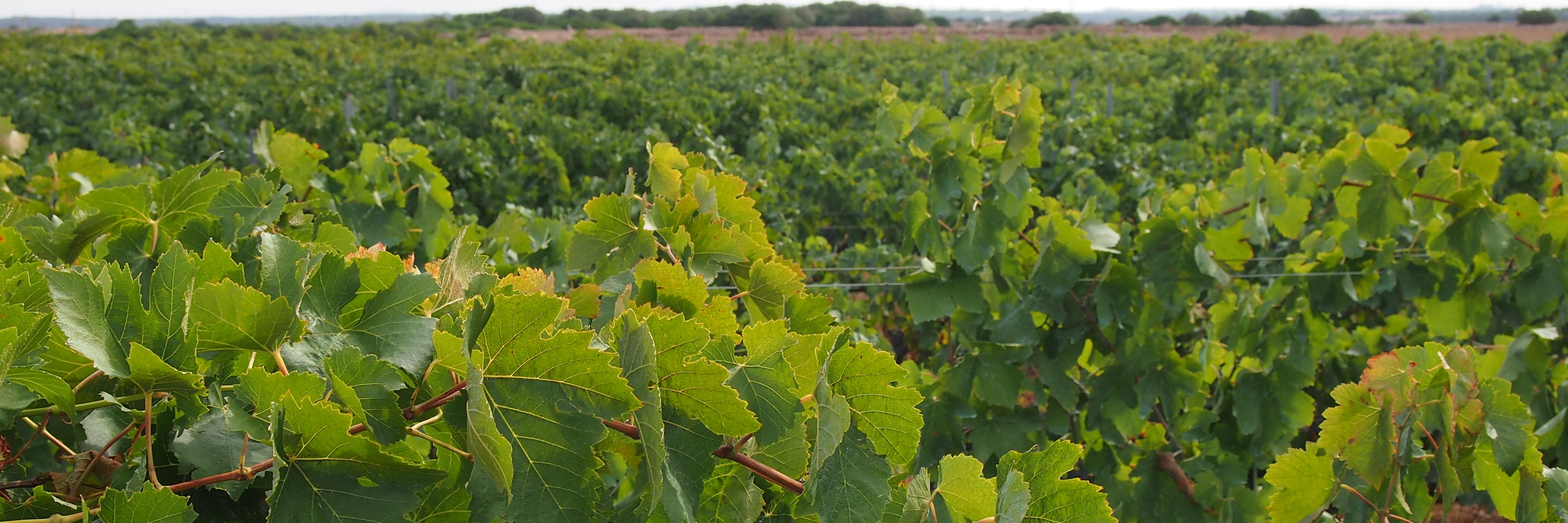 Binitord Menorca banner