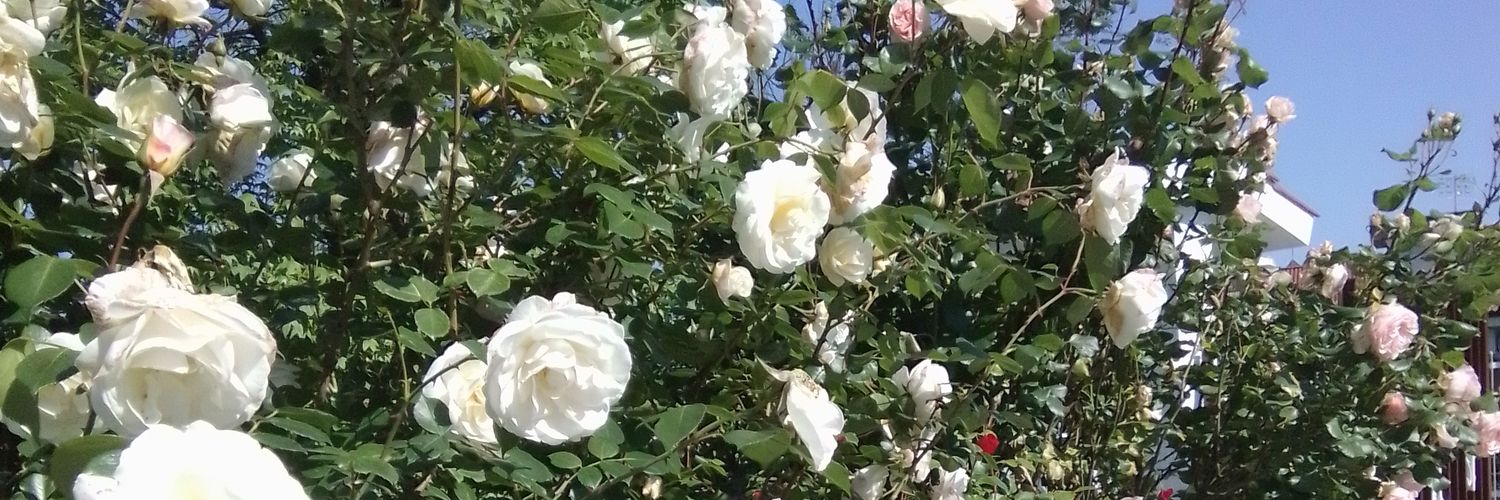 marcospanu5's profile banner image