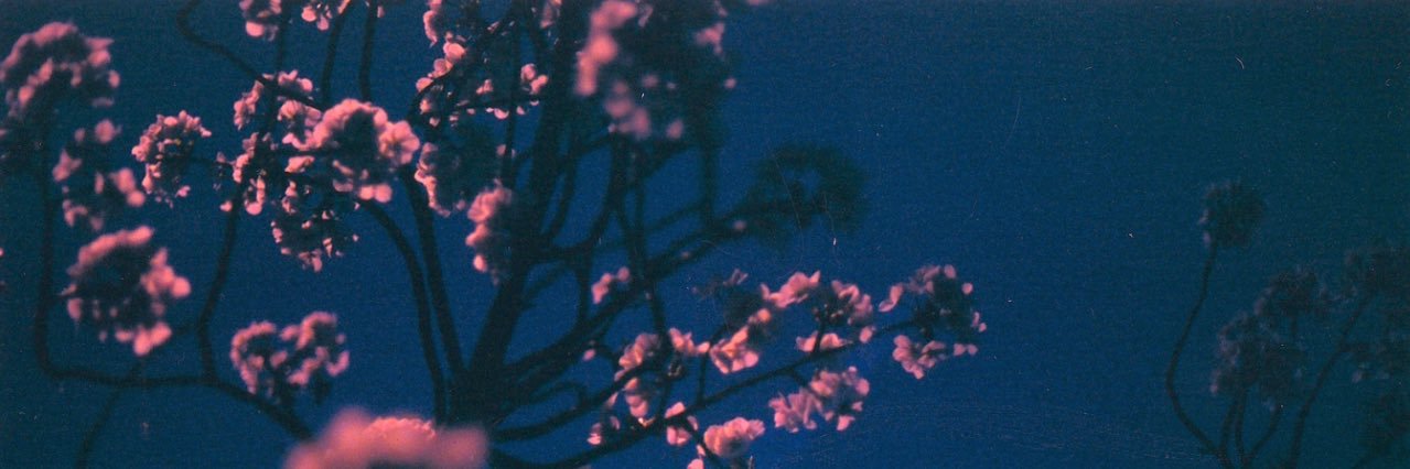 🍍 banner