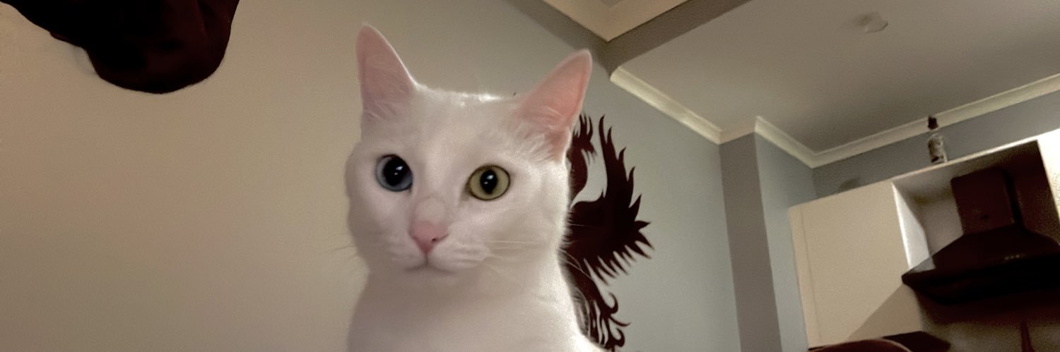 aydnbelgee's profile banner image