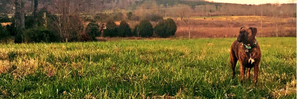 Elizabeth Manning banner