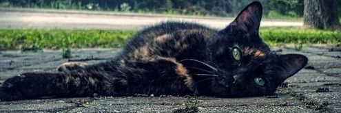curespyder13's profile banner image