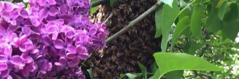 Rainy Day Bees banner