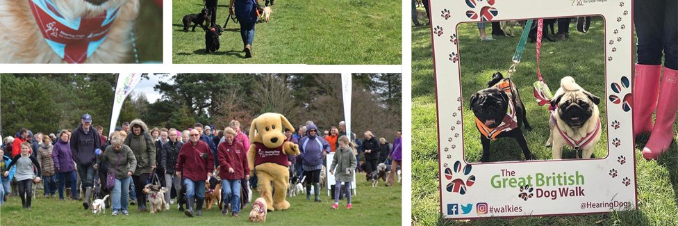 Hearing Dogs Wales banner
