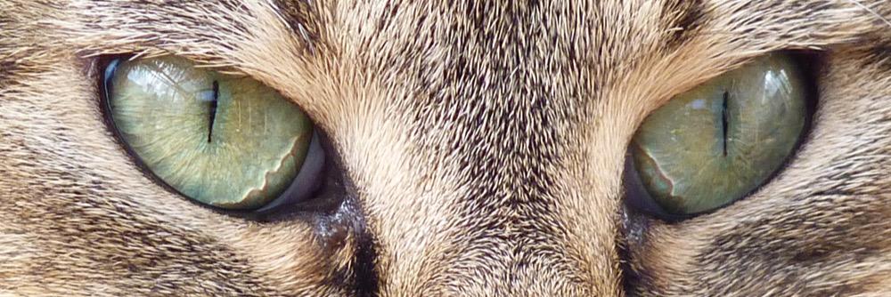 CathAPB's profile banner image