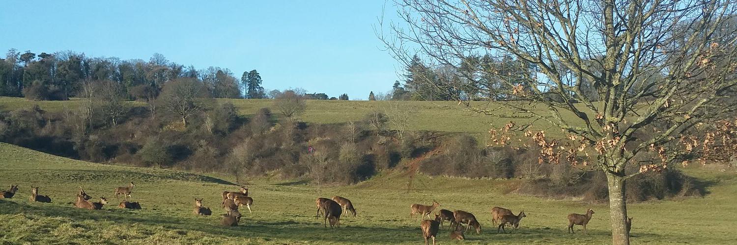 Jessica Lewis banner