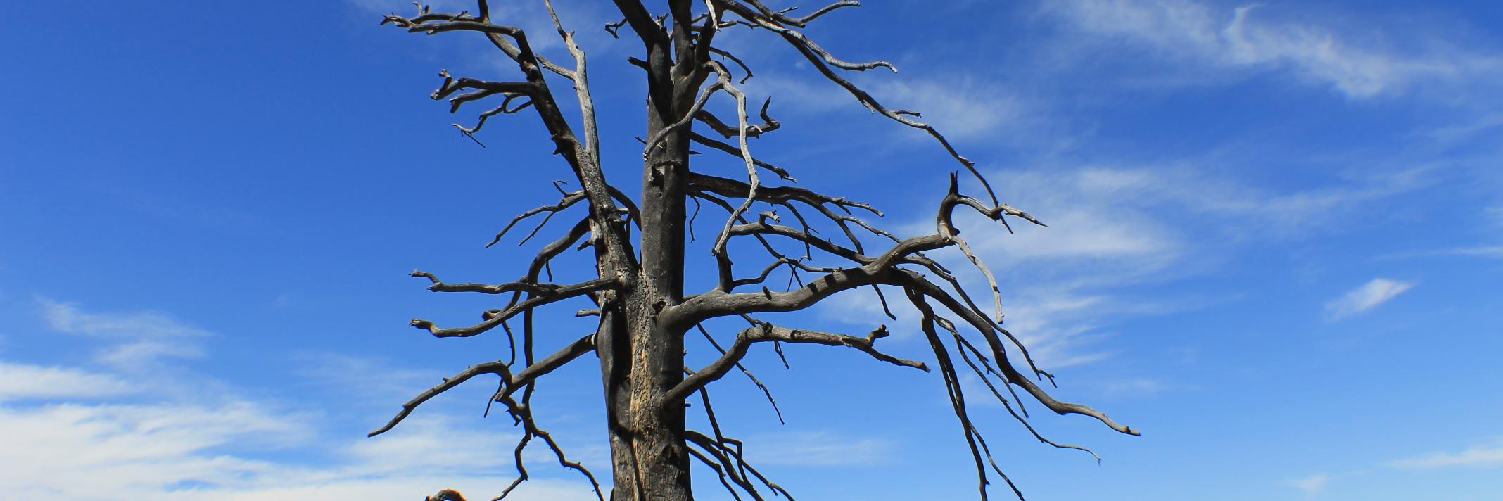 Miguel Roséss banner