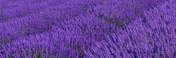 Logan_77_ Profile Banner