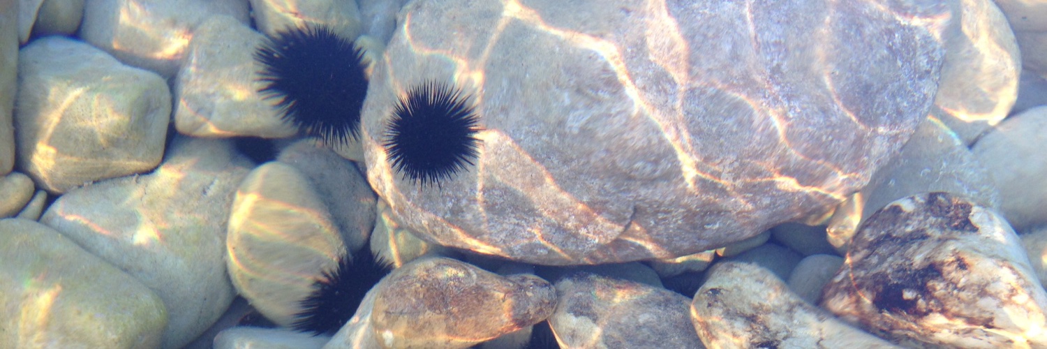 Leigh Hopkins banner