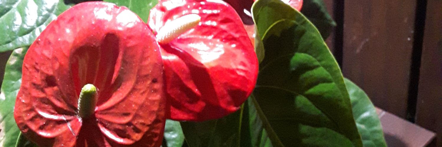 SG071's profile banner image