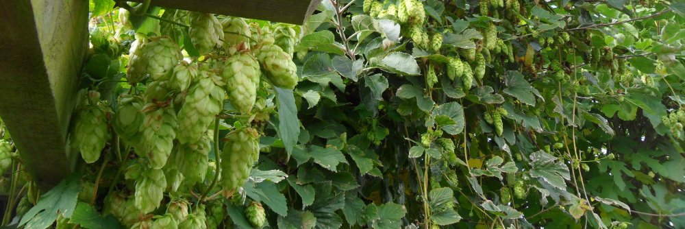 cervecivoros.com banner