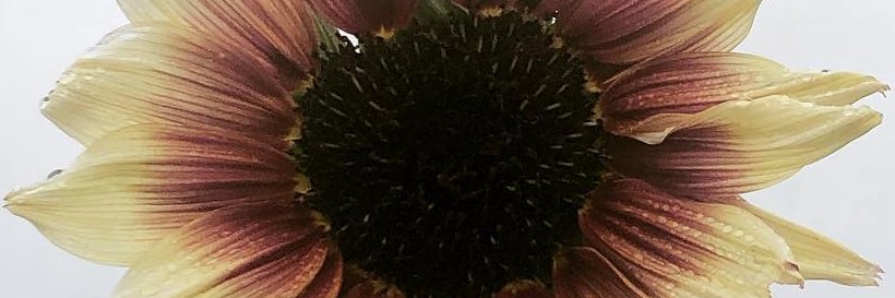 JoyAnna Hopper banner