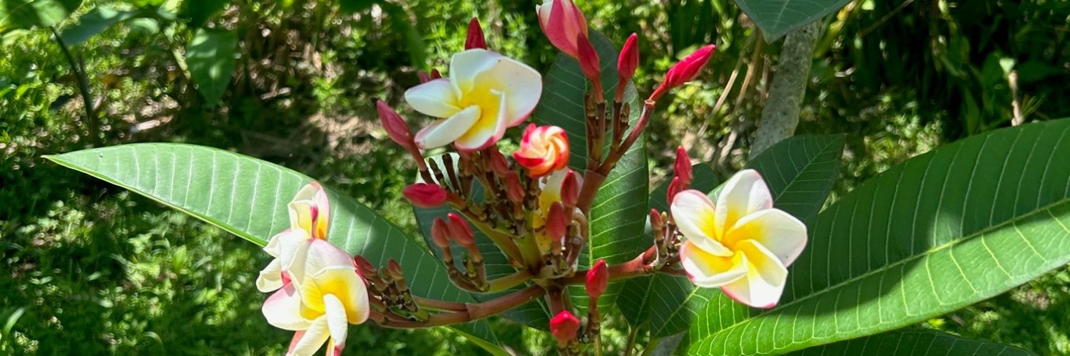 Angela Splinter banner