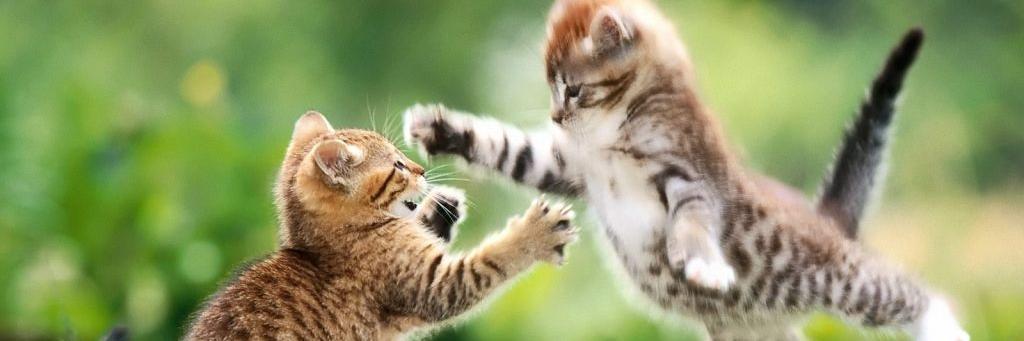 TheAdorablePics's profile banner image