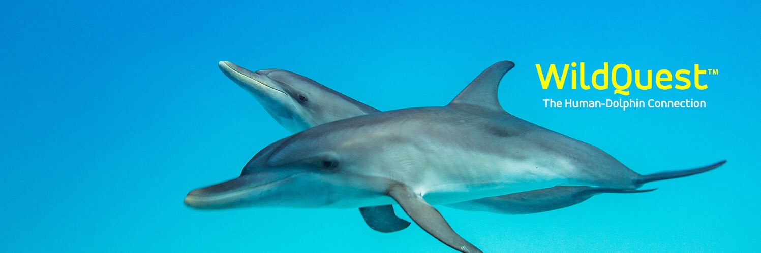 WildQuestBimini's profile banner image