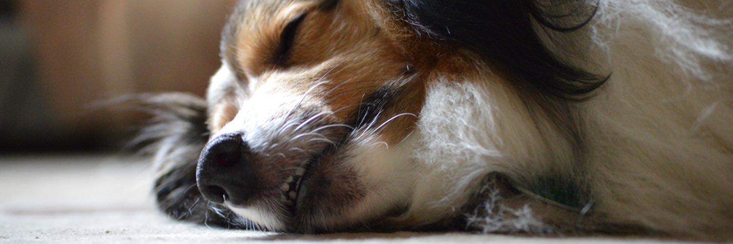 KryssiKat3's profile banner image