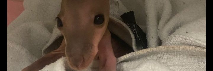 lsofiamicaela's profile banner image