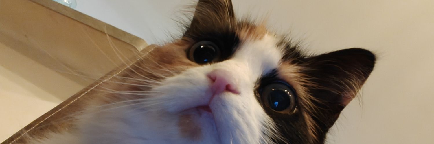 Peutisuix's profile banner image