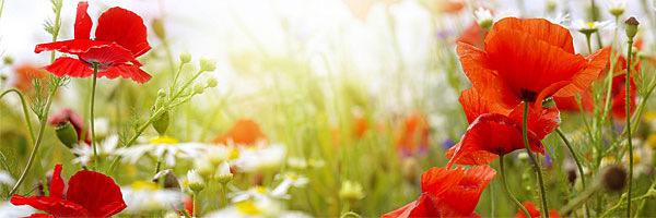 KatherineFrawl1's profile banner image