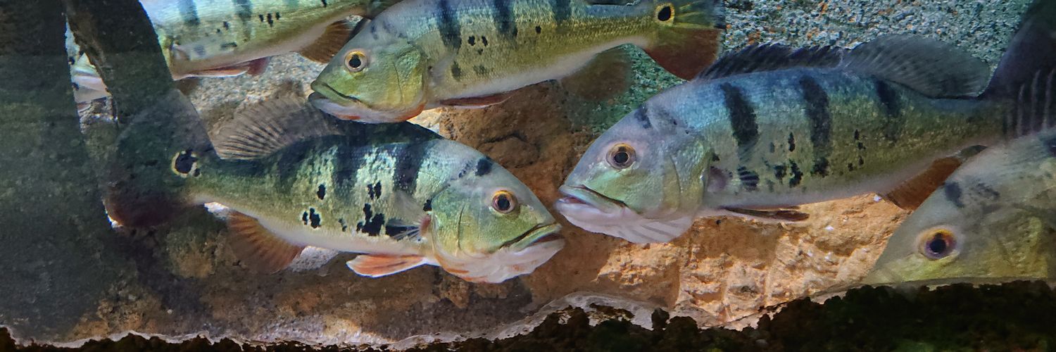 NoMen the Noumenon banner