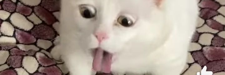 kat banner