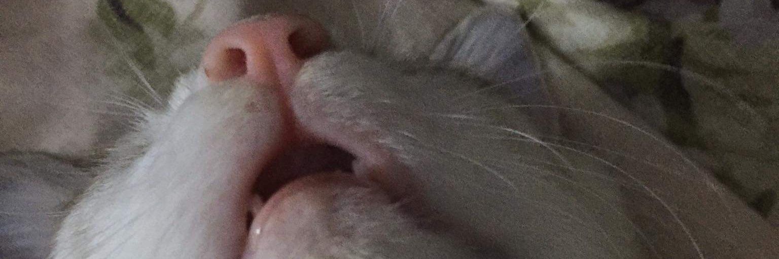 niiiieeeeee's profile banner image