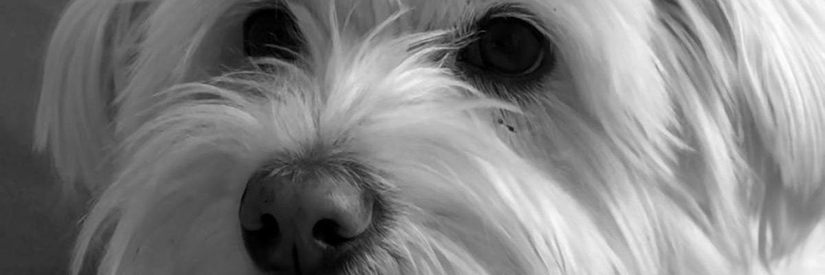 STOfromAustria's profile banner image