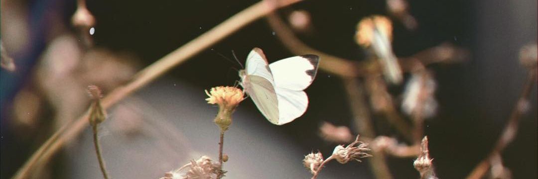 ImCalledAlee's profile banner image