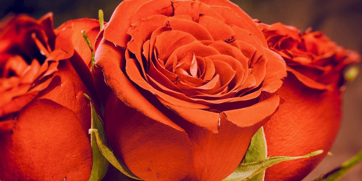 refo502's profile banner image