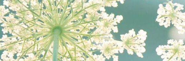 ShonaShoe Profile Banner