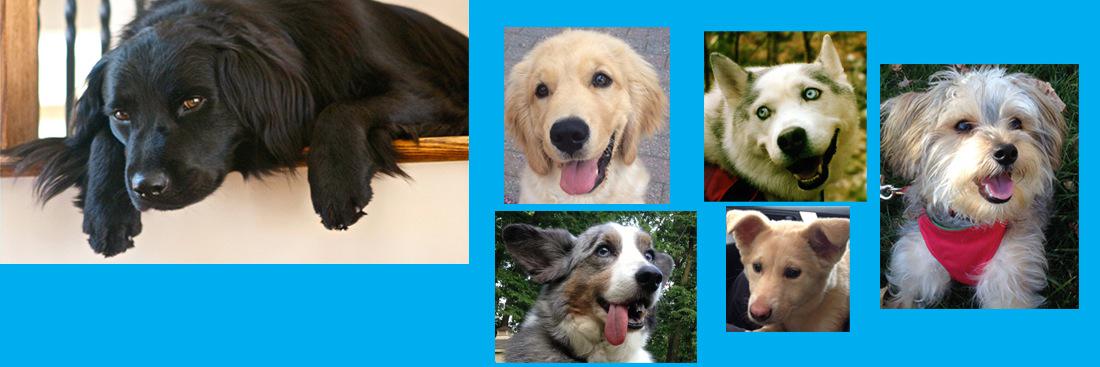 livelearndogs's profile banner image