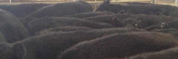 sglpl Profile Banner