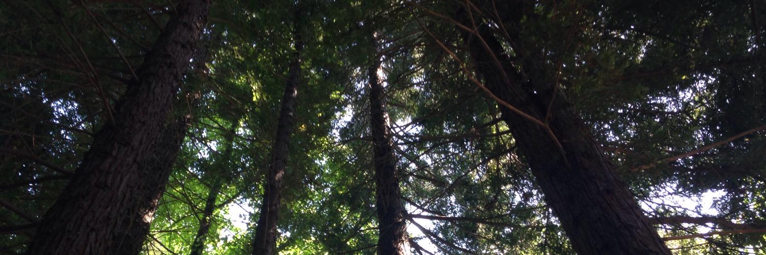SmallForestSong's profile banner image