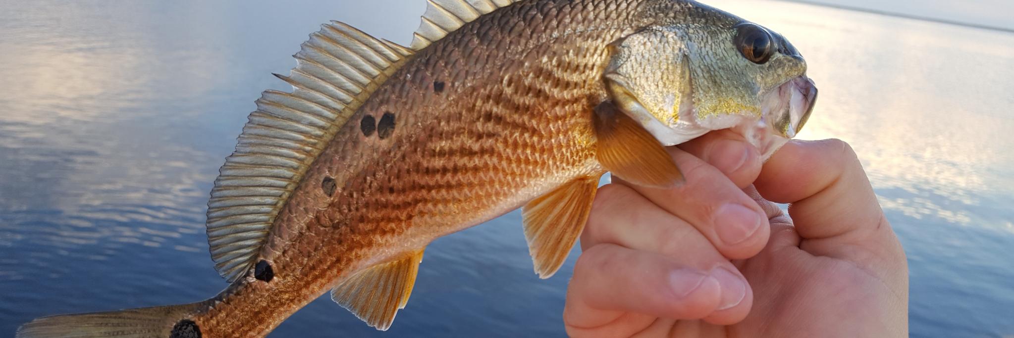 RedfishKings's profile banner image