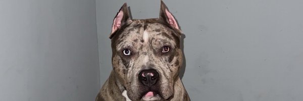 _LSwervooo Profile Banner