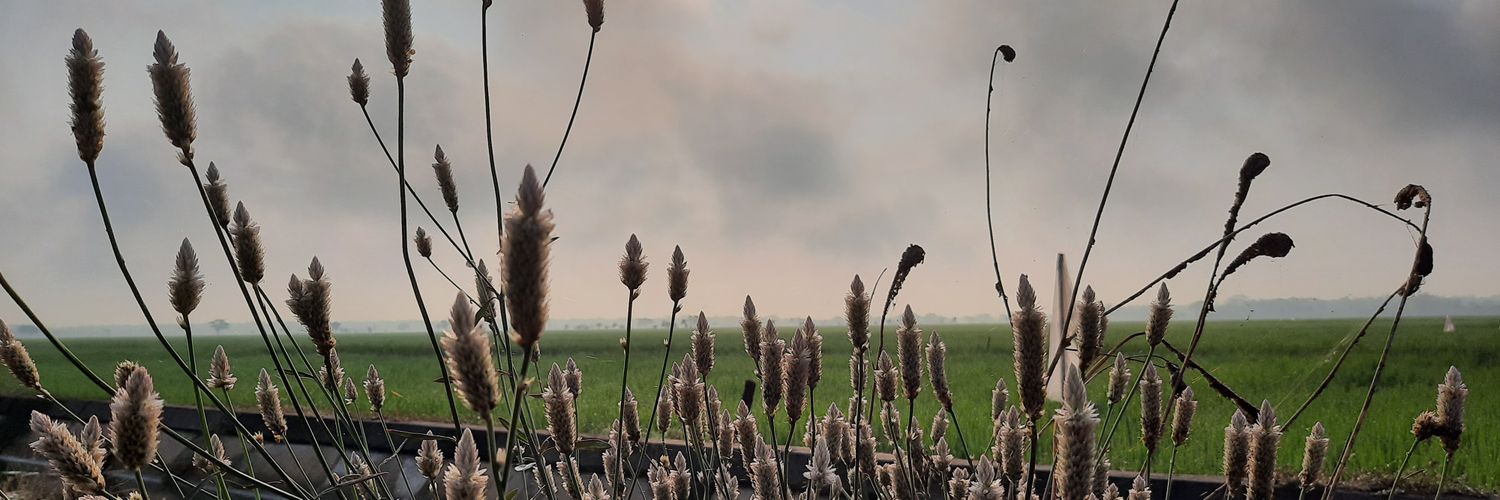 msstrasr's profile banner image