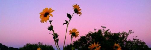 laurag178's profile banner image