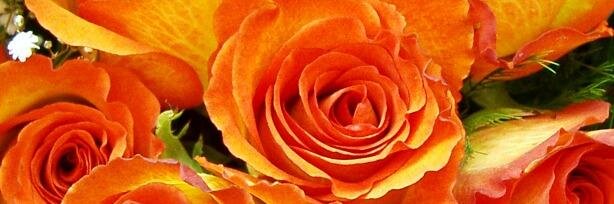 AnneTrynaTweet's profile banner image