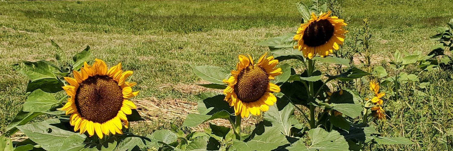 AM_Waller97's profile banner image