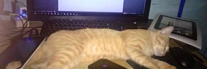 Q U E E N D I S A S T E R banner