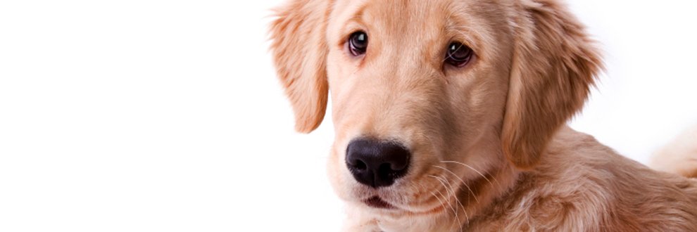 tvpjournal's profile banner image