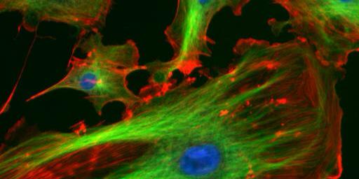 cytoskeletonOIC's profile banner image